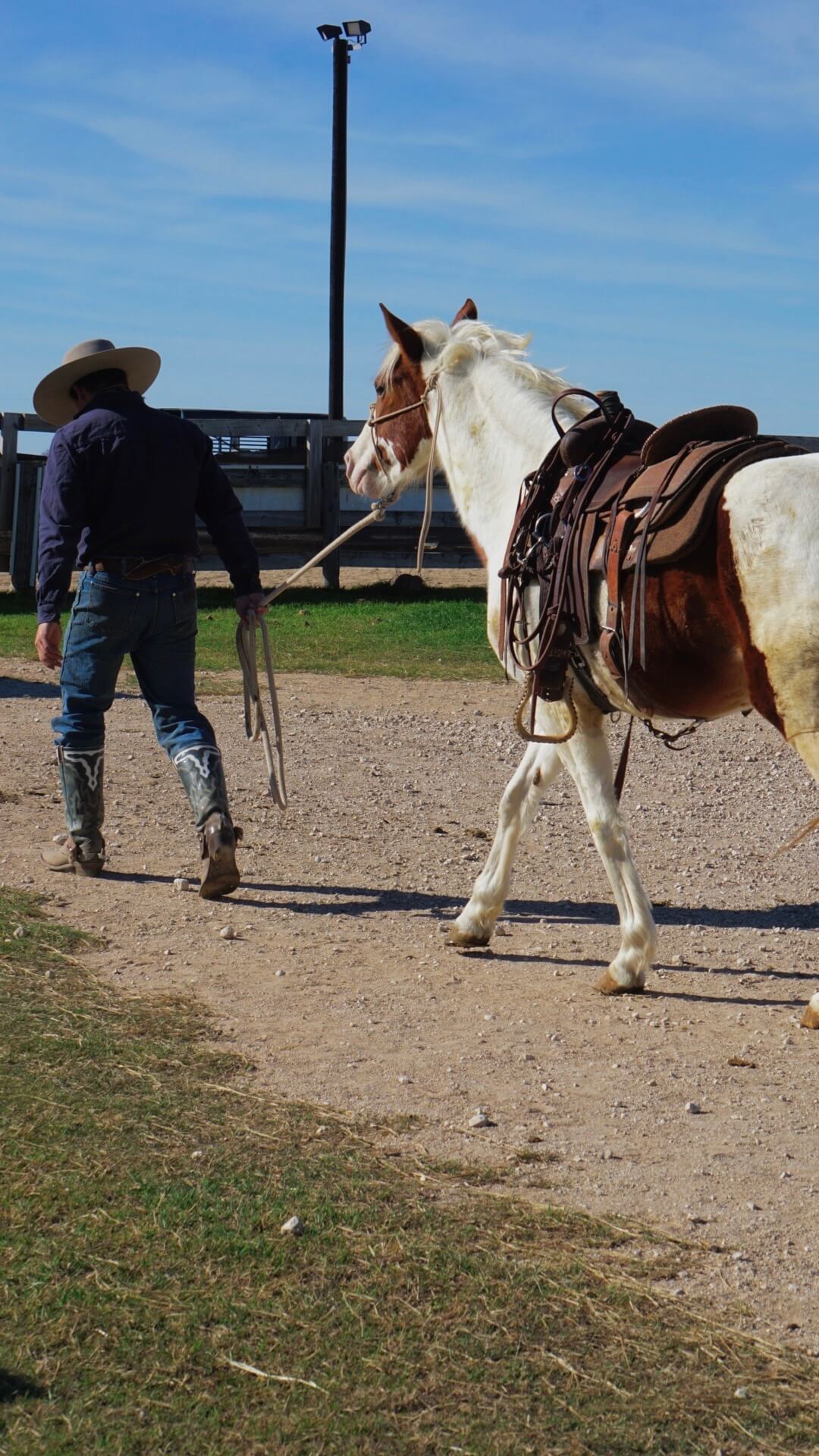 AM Colt Starting & Training | From First Ride to Lifetime Partner